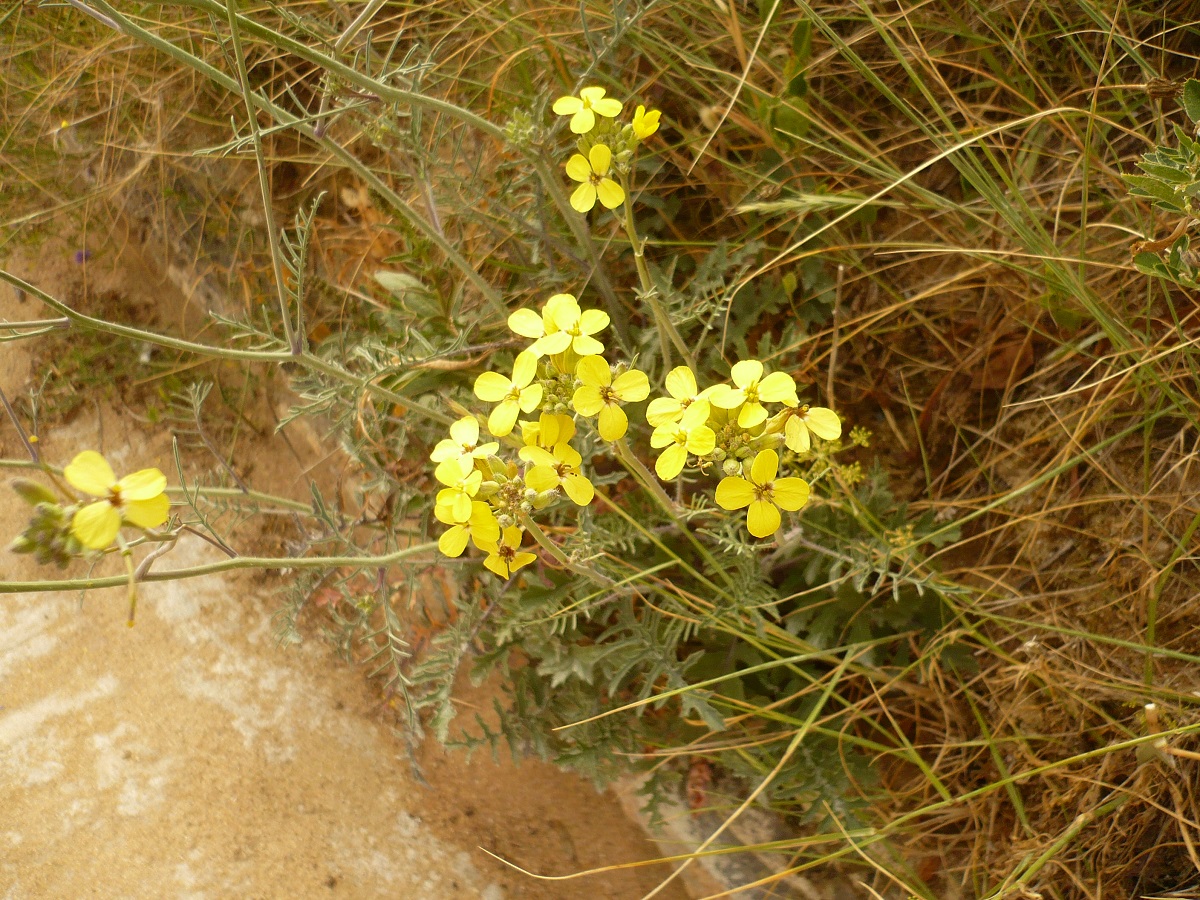 Coincya monensis subsp. cheiranthos (Brassicaceae)